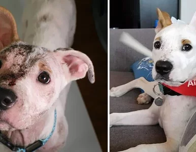 Miniatura: Bezdomne psy dostały drugie życie i...