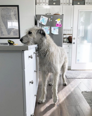 Miniatura: Wilczarze irlandzkie to jedne z...