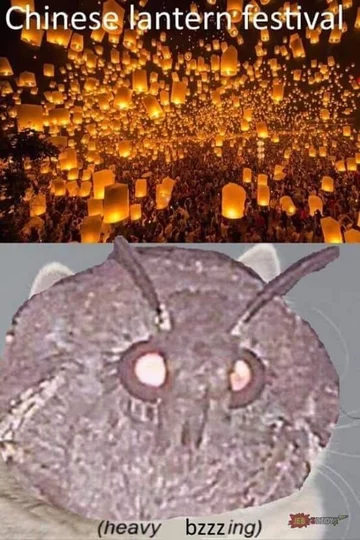 Mem z ćmą 