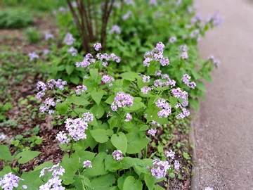 Ogród Botaniczny Uniwersytetu Warszawskiego w Warszawie 