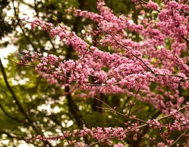 Miniatura: Posadź to drzewo teraz – w maju sąsiedzi...