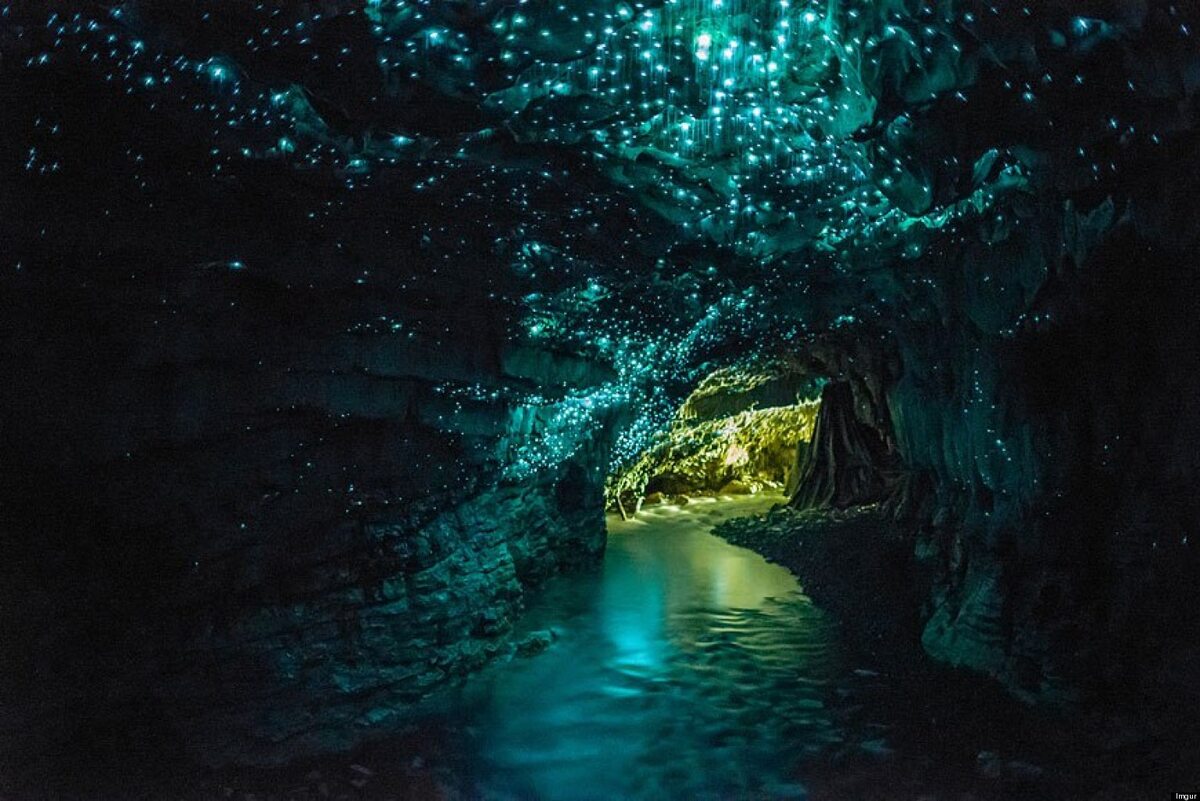 Jaskinia Robaczków Świętojańskich w Waitomo, Nowa Zelandia