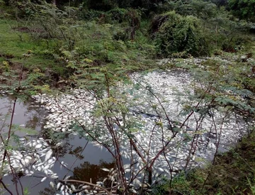 Martwe ryby w rzece Confuso 