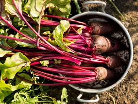 Miniatura: Posiej buraki obok tych warzyw. Korzenie...