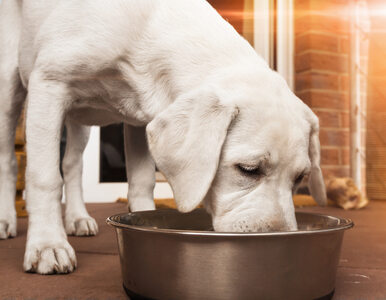 Czego nie dawać psom do jedzenia?