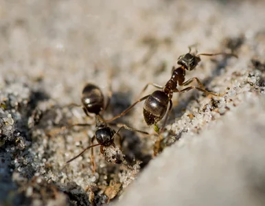 Miniatura: Rozsyp to w ogrodzie i patrz, jak mrówki...