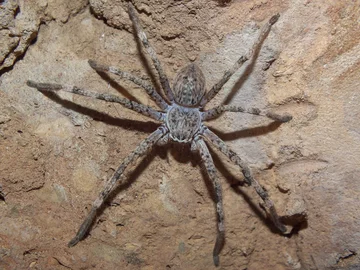 Pająk z rodziny spachaczowatych 