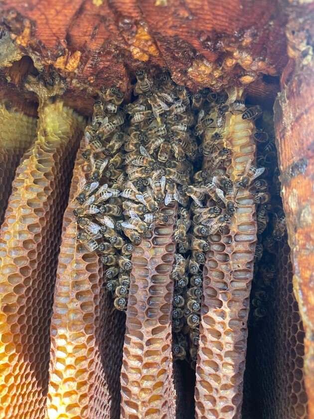 Pszczoły wewnątrz kłody bartnej 