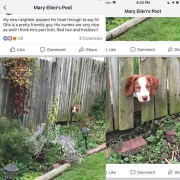 Kiedy po cichu podglądasz profil sąsiadów na Facebooku i znajdujesz tam zdjęcie swojego psa 