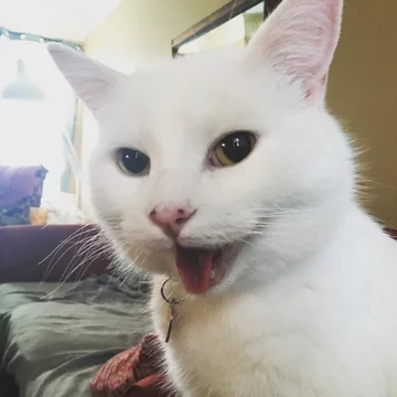 Smudge 