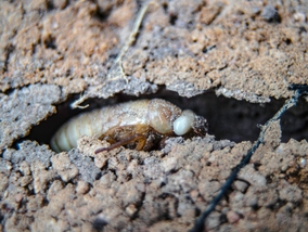 Miniatura: Olbrzymie rojowiska larw wyłonią się spod...