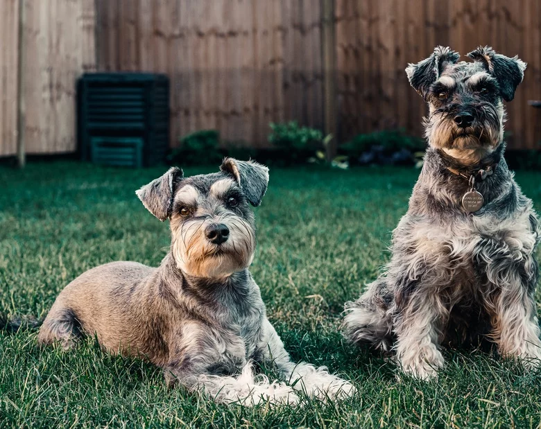 Miniatura: Jaką karmę kupić dla psa? Skorzystaj z...
