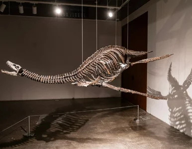 Miniatura: Naukowcy rozwiązali zagadkę...