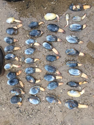 Zwierzęta wyrzucone na brzeg 