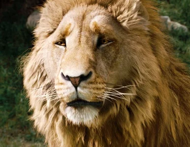 Miniatura: Mufasa i Aslan jak prawdziwi! Ten fotograf...