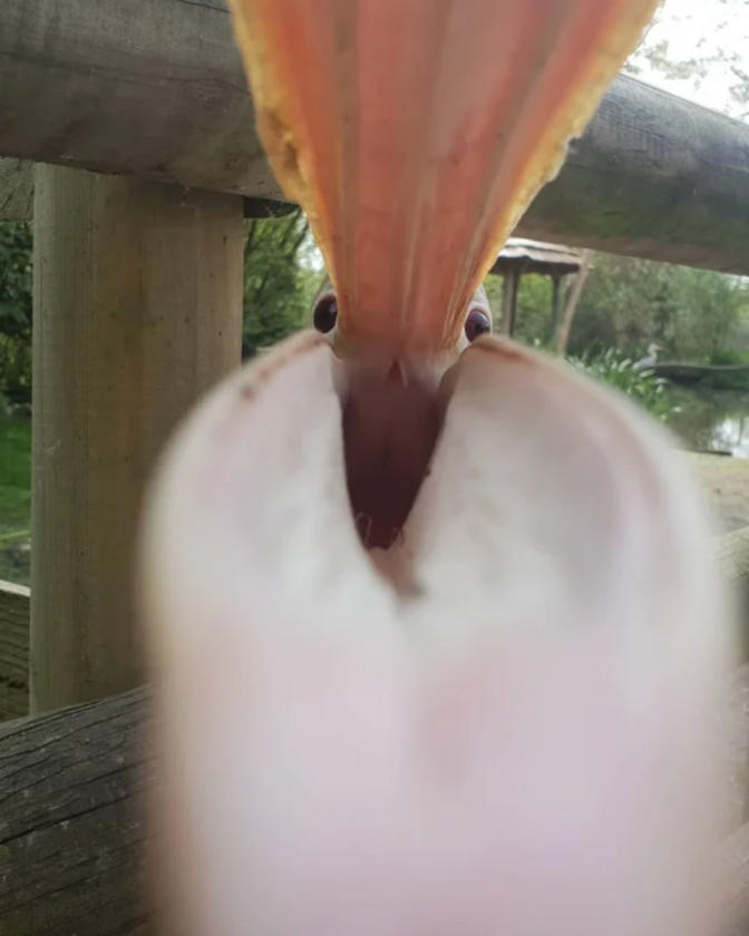 Pelikan, który próbuje zjeść mój telefon 