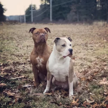 Roman i Spanky 