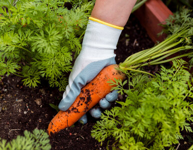 Miniatura: Zamień je miejscami w ogrodzie. Czosnek i...