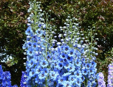 Miniatura: Zasadź raz i zapomnij o wykopywaniu. Te...