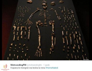 Miniatura: Homo Naledi. Naukowcy odkryli nowy gatunek...