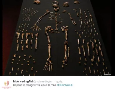 Miniatura: Homo Naledi. Naukowcy odkryli nowy gatunek...