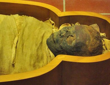 Miniatura: Na wystawie&#8230;proszek z mumii