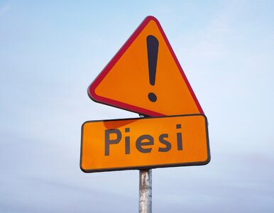 Miniatura: QUIZ. Masz prawo jazdy? Jeśli tego nie...