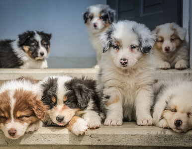 Miniatura: Psy pomogą w wykrywaniu koronawirusa?...