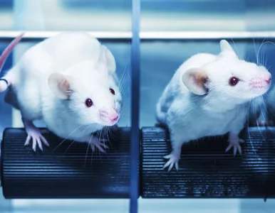 Miniatura: Myszy pozwolą zrozumieć zespół Downa....