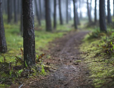 Miniatura: Planujesz dziś wyjść w góry? Warunki na...