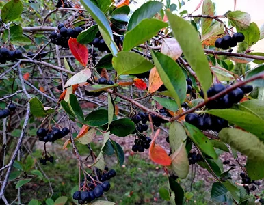 Miniatura: Aronia czarna – uprawa, pielęgnacja,...