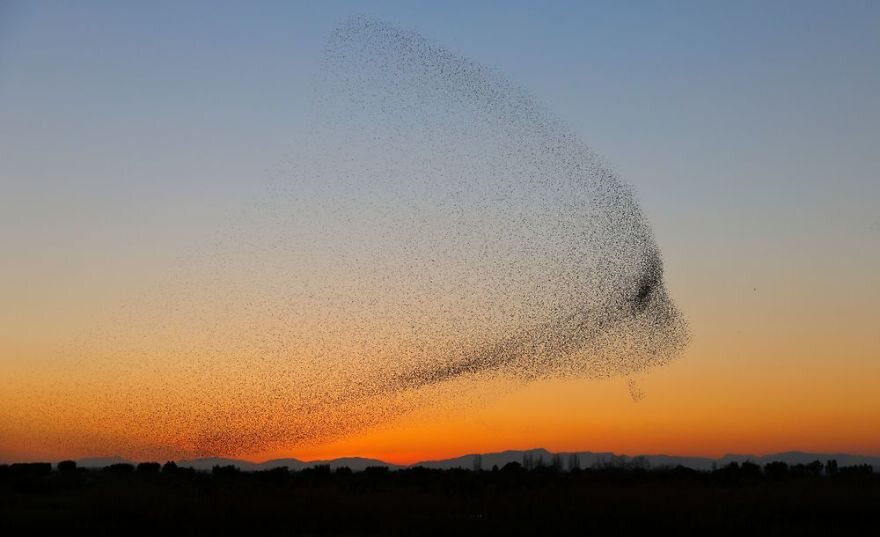 Gigantyczna "chmura", którą utworzyły ptaki 
