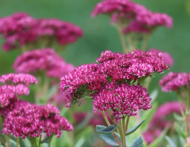 Miniatura: Masz puste miejsca na rabacie? Posadź to...