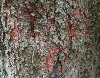 Miniatura: Leśnicy znaleźli gwoździe wbite w drzewa....