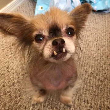 Chewie the Chi 