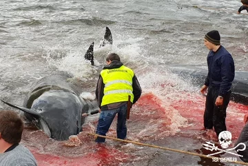 Życie straciło około 80 grindwali i 13 delfinów 