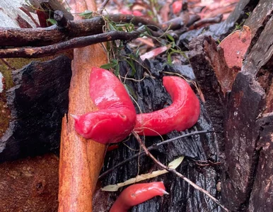 Miniatura: Oto rzadki różowy ślimak. Przetrwał ogień,...