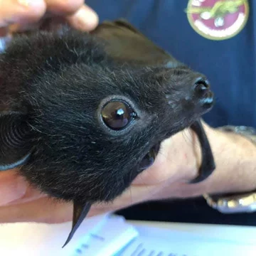 Podopieczni organizacji Bats Queensland 