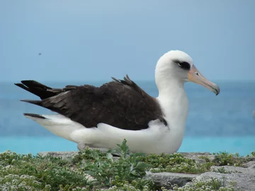 Albatrosy dobierają się w pary &#8222;na całe życie&#8221;. Dotyczy to również ptaków tej samej płci. Jak pokazały badania aż 31 proc. populacji Albatrosów na wyspie Oahu to pary dwóch  samic. Wynika to przede wszystkim z mniejszej liczy samców, fot. Fore