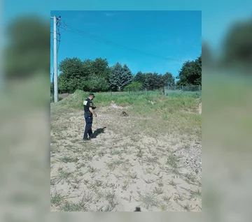 "Polowanie" na kangura 