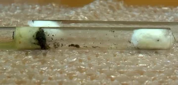 Mrówki w próbówce 