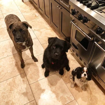 Lucy, Leo i Bear 
