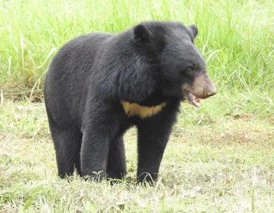 Miniatura: Japończyk przekonuje, że gołymi rękami...