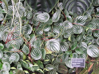Peperomia srebrzysta