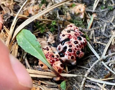 Miniatura: Niezwykle rzadkie odkrycie na tatrzańskim...