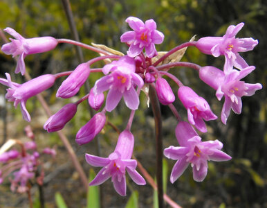 Miniatura: Posadź w ogrodzie i zapomnij o problemie....