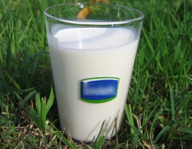 Miniatura: Ośle mleko nadzieją dla alergików