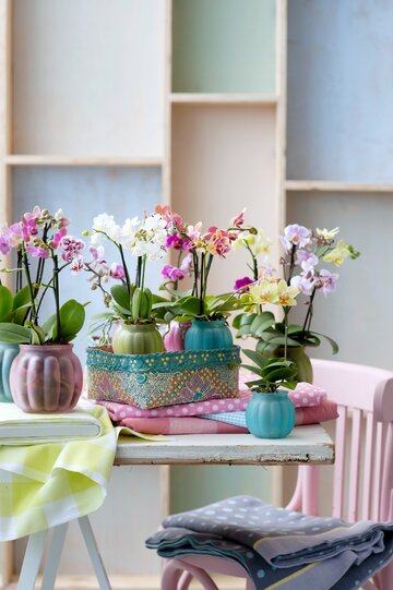 Storczyki Phalaenopsis