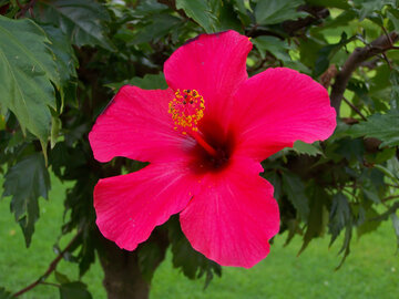 Hibiskus, zwany inaczej R&oacute;żą Chińską