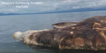 Rozkładające się szczątki ogromnego zwierzęcia 